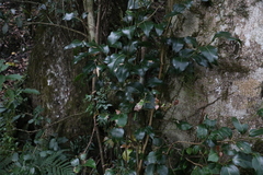 Cryptocarya foveolata