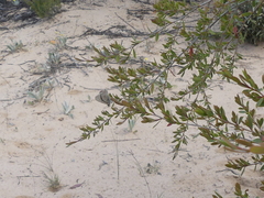 Theclinesthes albocincta