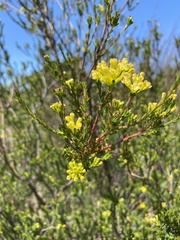 Gnidia squarrosa