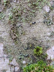Lecania croatica