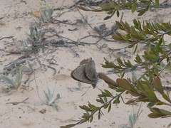 Theclinesthes albocincta