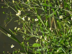 Ranunculus apiifolius