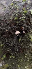 Mycena cyanorhiza