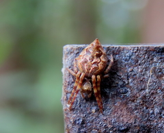 Salsa brisbanae