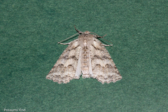 Declana niveata