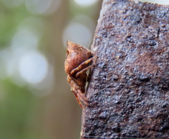 Salsa brisbanae