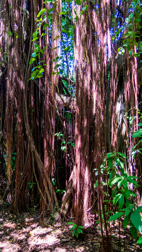 Ficus cyclophylla, photograph 2