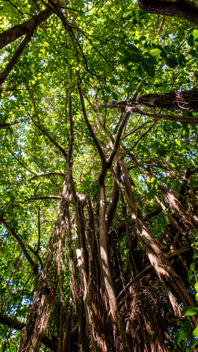 Ficus cyclophylla, photograph 3