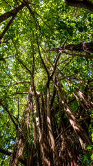 Ficus cyclophylla