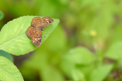 Pseudocoladenia fabia