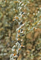 Artemisia bigelovii