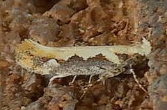 Ornativalva erubescens