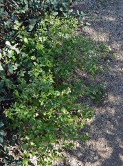Ageratina herbacea