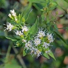 Ageratina herbacea
