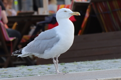Larus argentatus