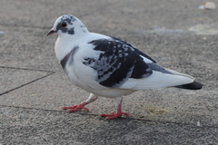 Columba livia domestica