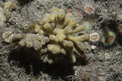 Stelligera stuposa