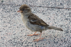 Passer domesticus