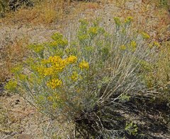 Chrysothamnus greenei