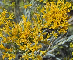 Chrysothamnus greenei