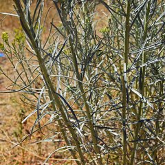 Chrysothamnus greenei