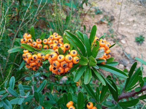 Pyracantha angustifolia