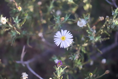 Olearia stuartii