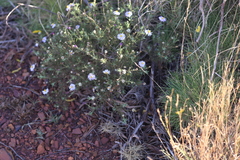 Olearia stuartii