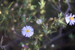 Olearia stuartii