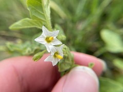 Solanum physalifolium nitidibaccatum