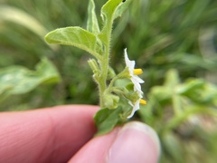 Solanum physalifolium nitidibaccatum