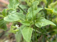 Solanum physalifolium nitidibaccatum