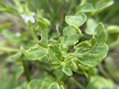 Solanum physalifolium nitidibaccatum