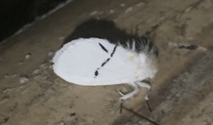 Euproctis albolyclene