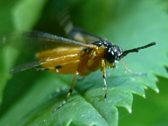 Athalia liberta