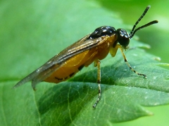 Athalia liberta