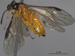 Athalia liberta