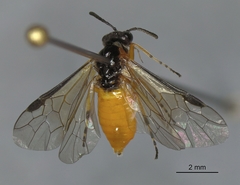 Athalia liberta