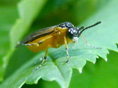 Athalia liberta