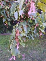Tilia