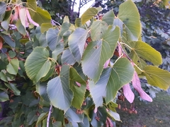 Tilia