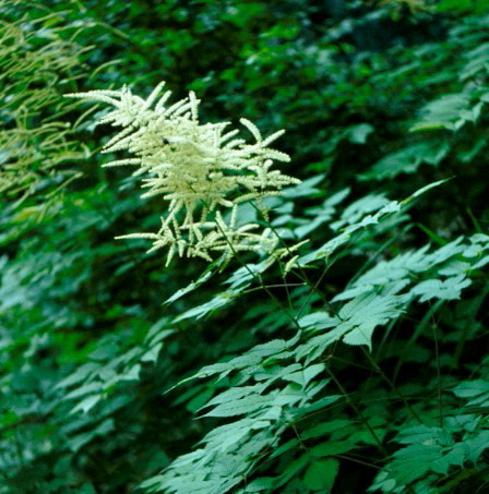 udatník lesný (Aruncus dioicus)