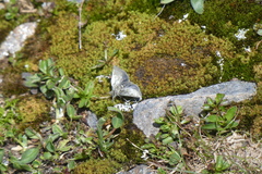 Metaxmeste phrygialis