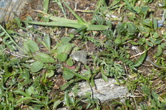 Metaxmeste phrygialis