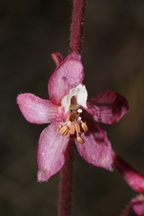 Delphinium purpusii