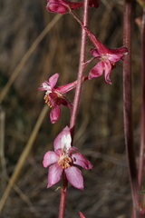 Delphinium purpusii
