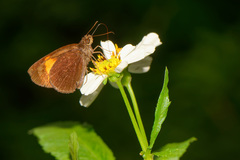 Koruthaialos rubecula