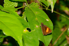 Koruthaialos rubecula