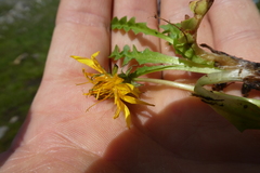 Taraxacum alpinum
