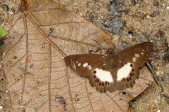 Seseria strigata